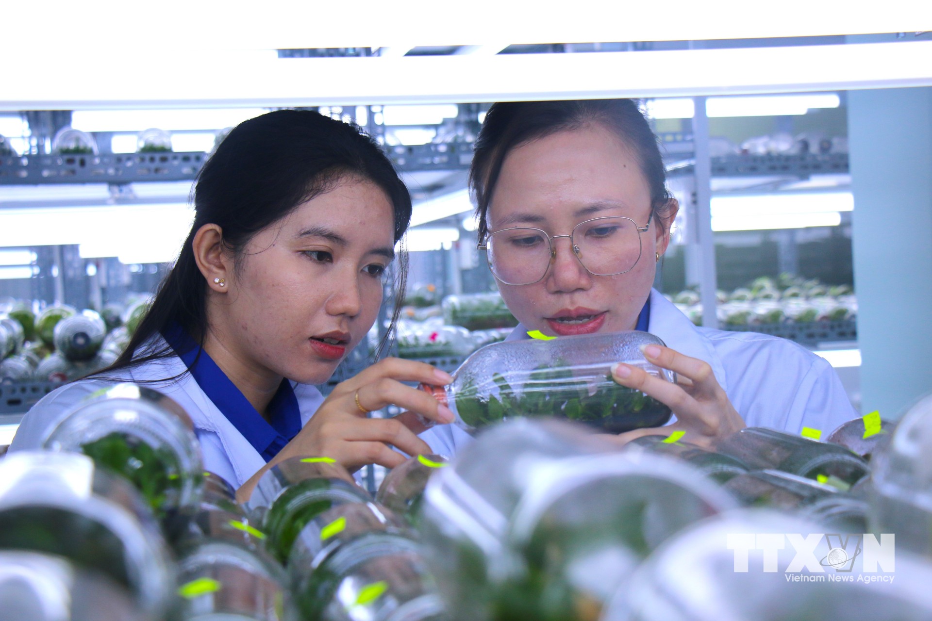 Khu Nông nghiệp Công nghệ cao TP. Hồ Chí Minh là cái nôi cung cấp hàng triệu cây giống chất lượng cao cho khu vực và cả nước. (Ảnh: Hương Giang/TTXVN)